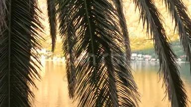一枝棕榈树特写.. 黑山的枣树。